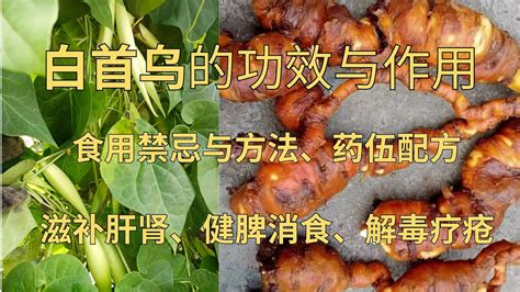 白首烏禁忌|白首烏：營養價值、功效、禁忌、食用方式